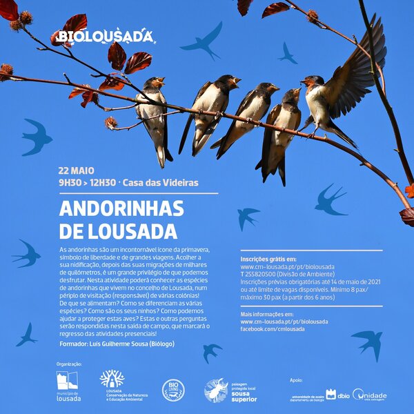 Andorinhas de Lousada