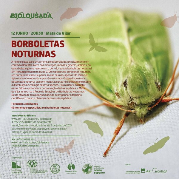Borboletas Noturnas