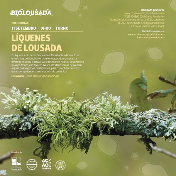Líquenes de Lousada