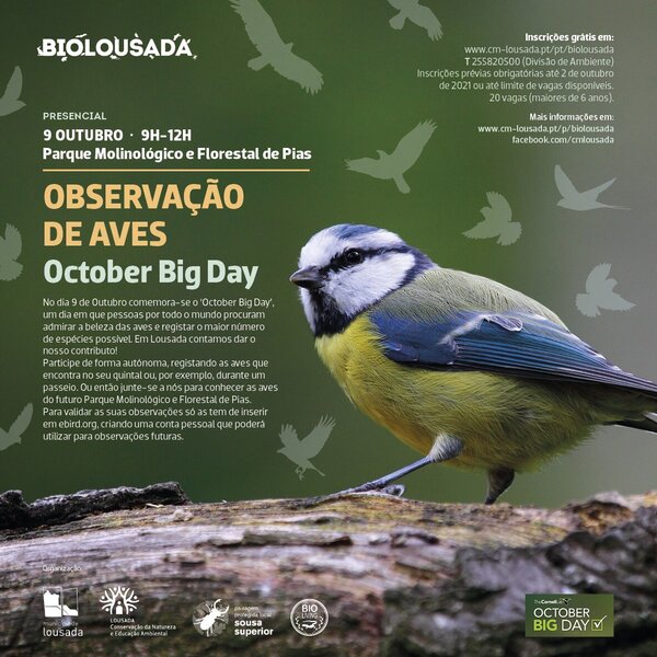 Observação de Árvores