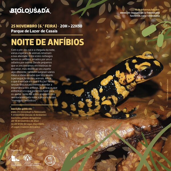 Noite de anfíbios