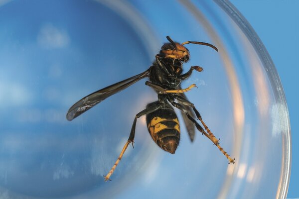 vespa_asiatica