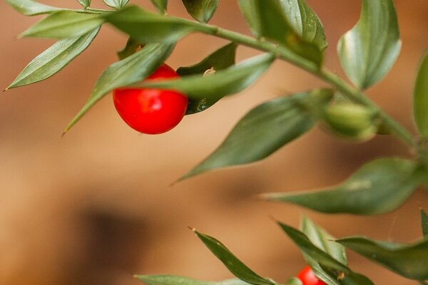 ruscus_aculeatus