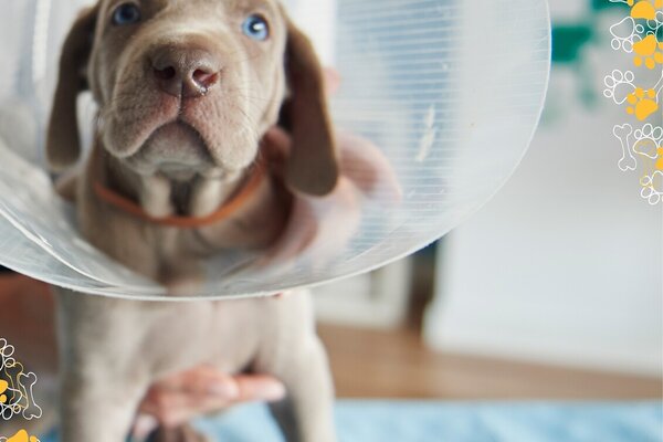 promocao_de_esterilizacao_de_animais
