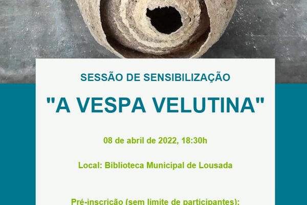 vespa_asiatica