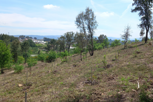 rearborizacao1