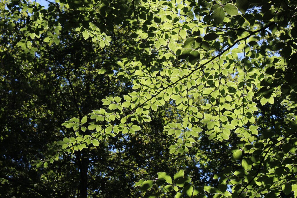 ap_fagus_sylvatica