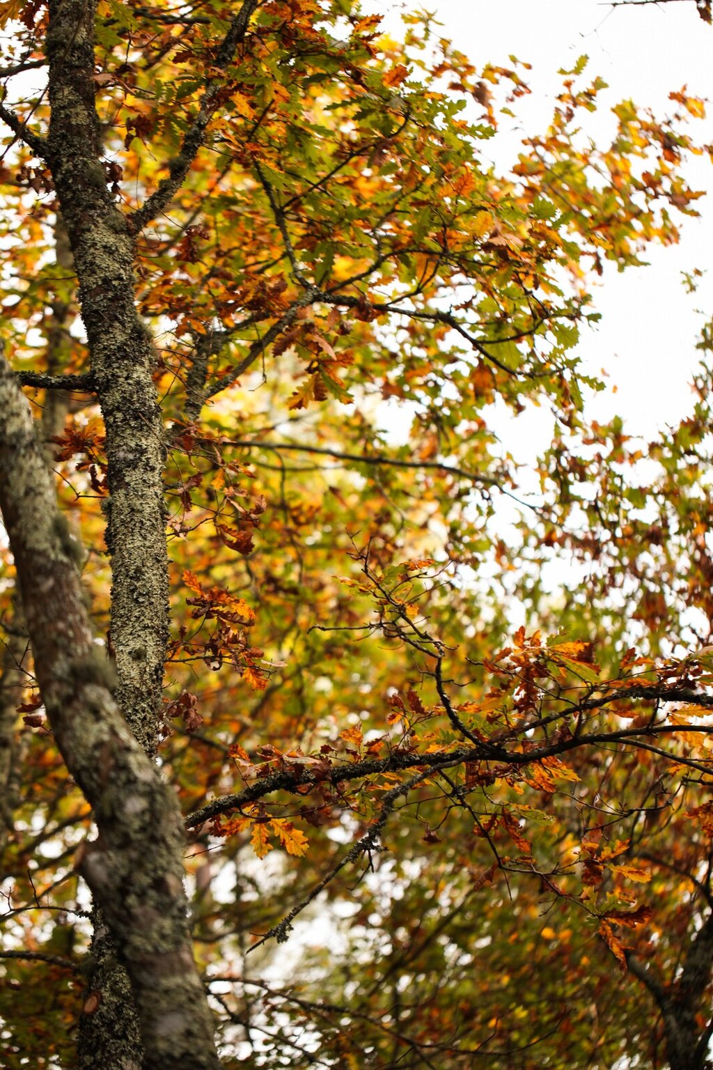da_quercus_robur__2_