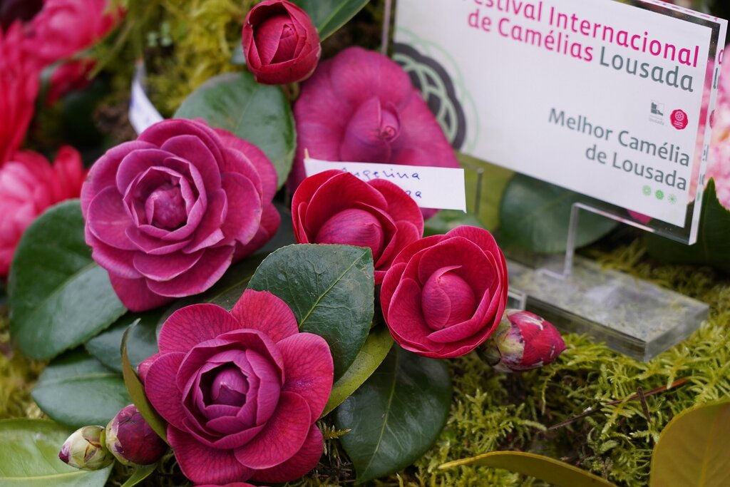 festival_de_camelias3