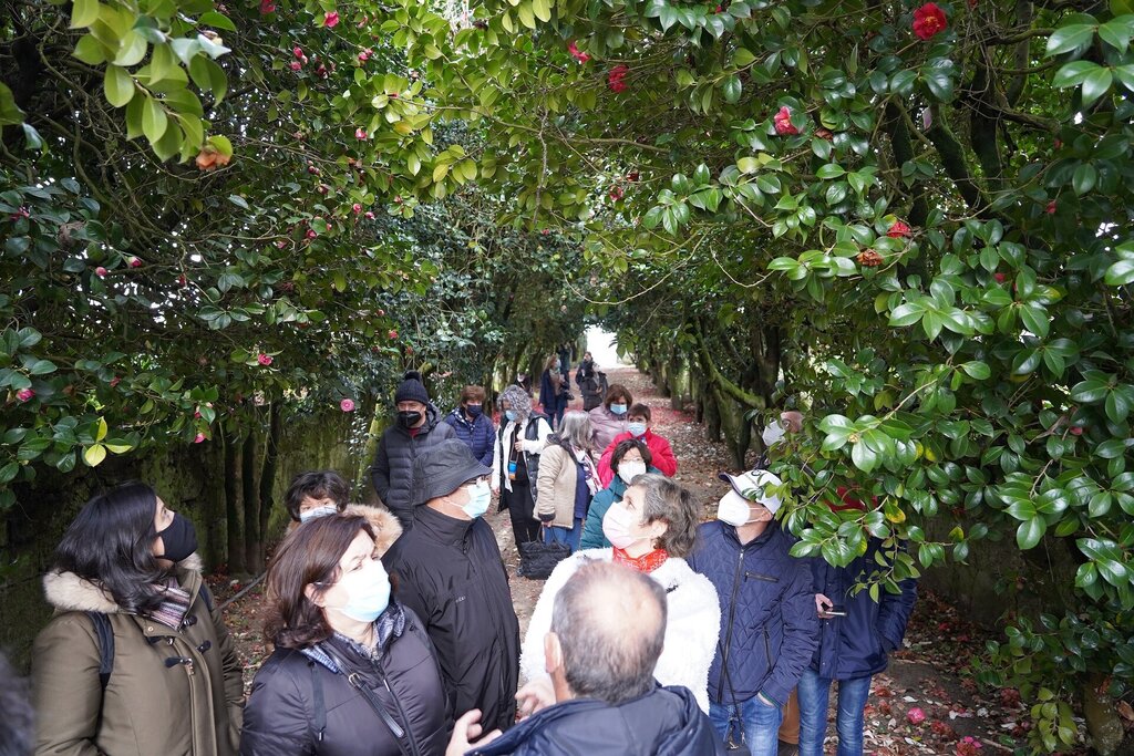 festival_de_camelias4