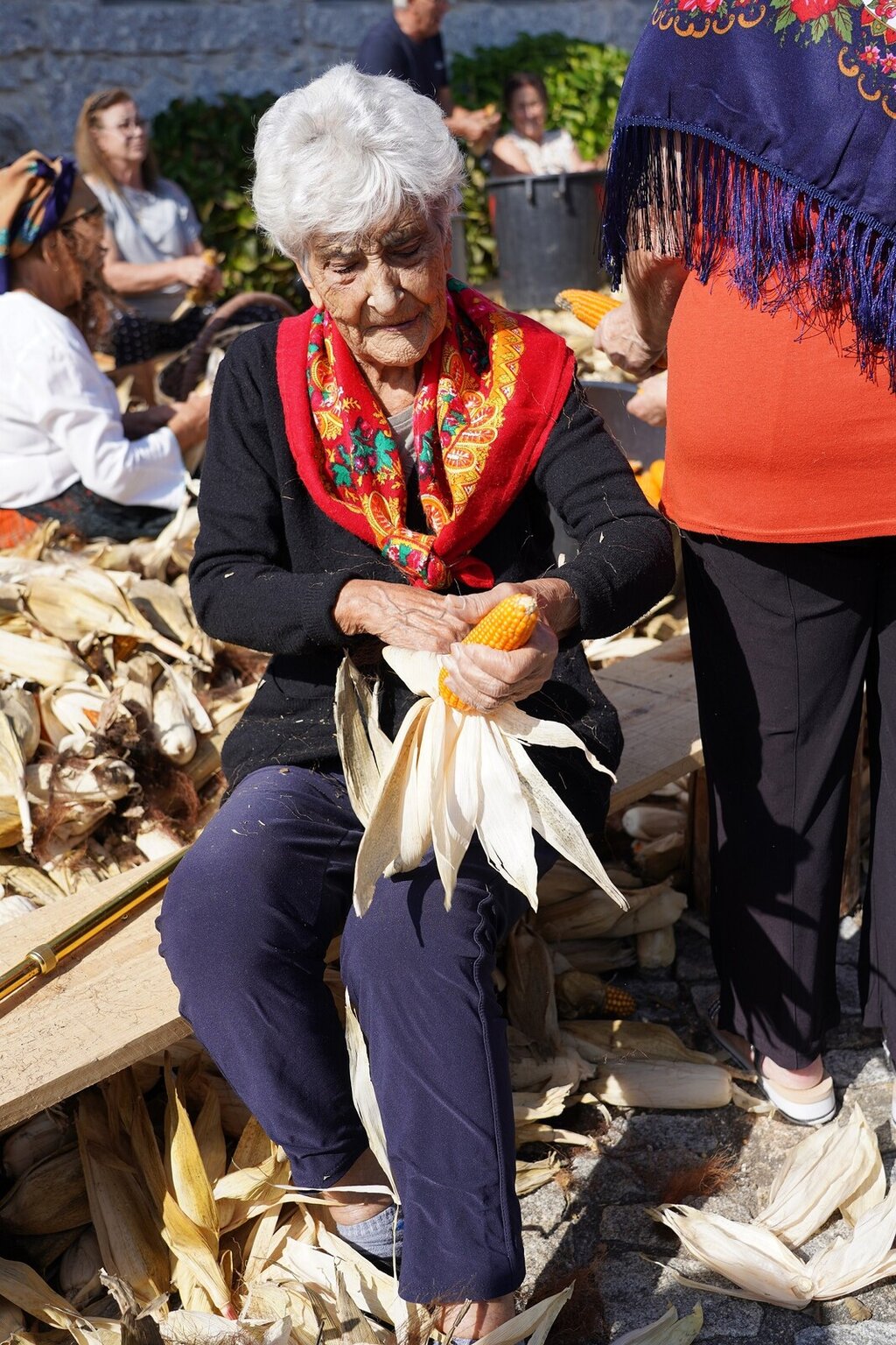 desfolhada_senior2