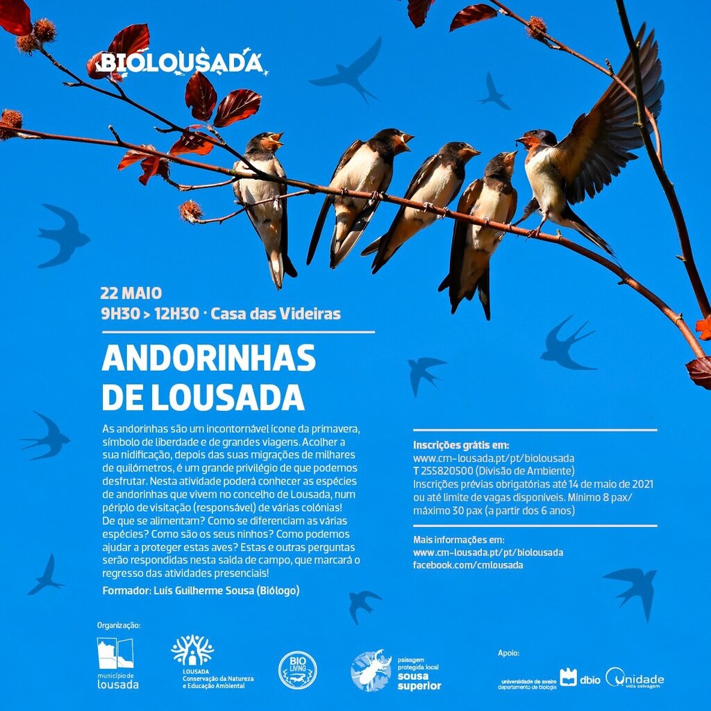 BioLousada: Andorinhas de Lousada
