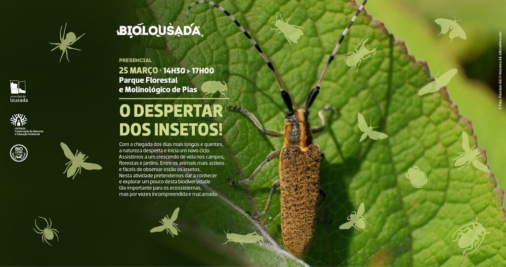 BioLousada - O Despertar dos Insetos