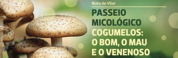 Passeio Micológico para conhecer os cogumelos