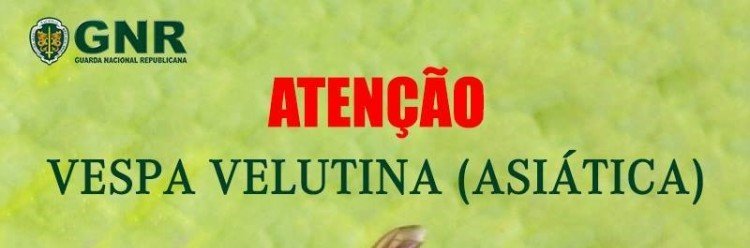 Vespa Velutina - Informação GNR