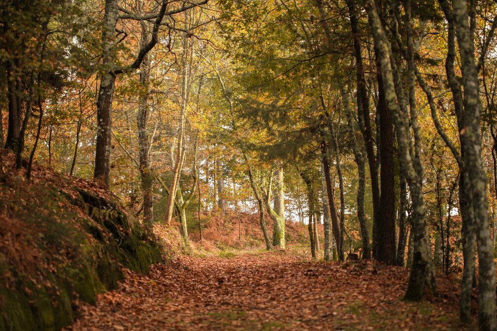 Primeiro trilho florestal acessível do país em Lousada
