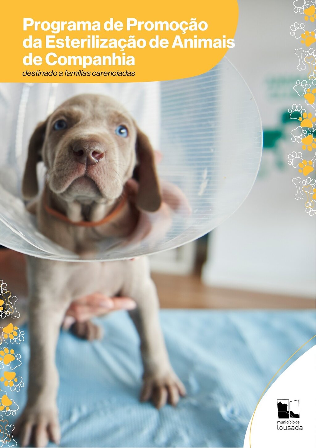 Esterilização de animais de companhia