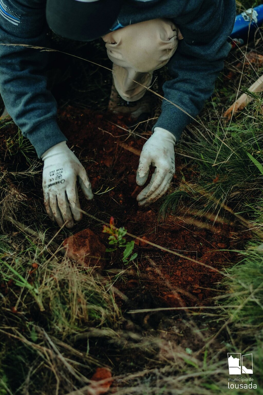 Plantar Lousada a caminho das 100 mil árvores