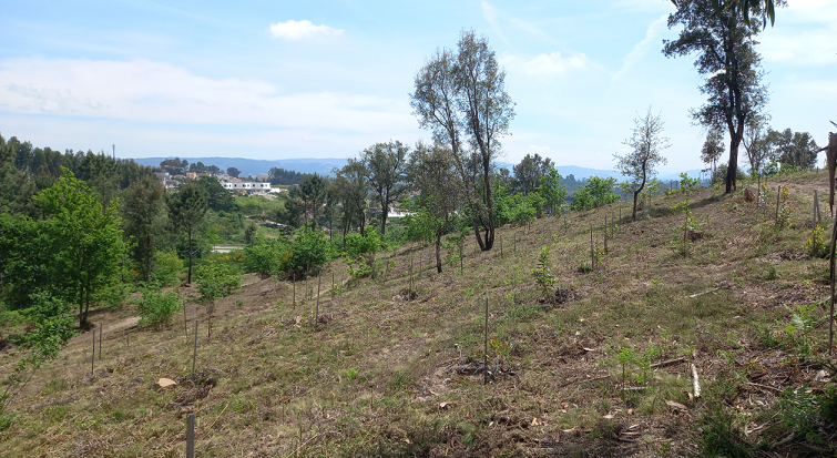 Criação de ilhas de sombra no âmbito do FEDER