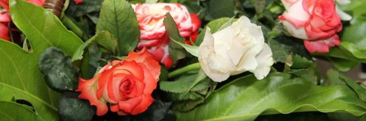 Festa das Rosas decorreu sábado e domingo