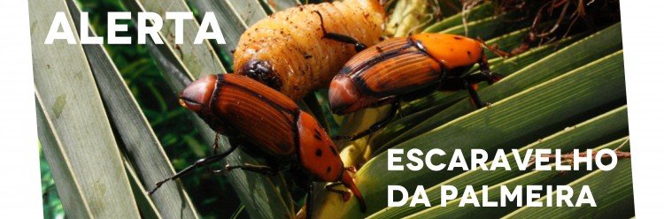 ALERTA - Escaravelho da Palmeira