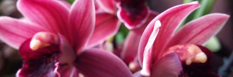 Exposição de Orquídeas de Lousada