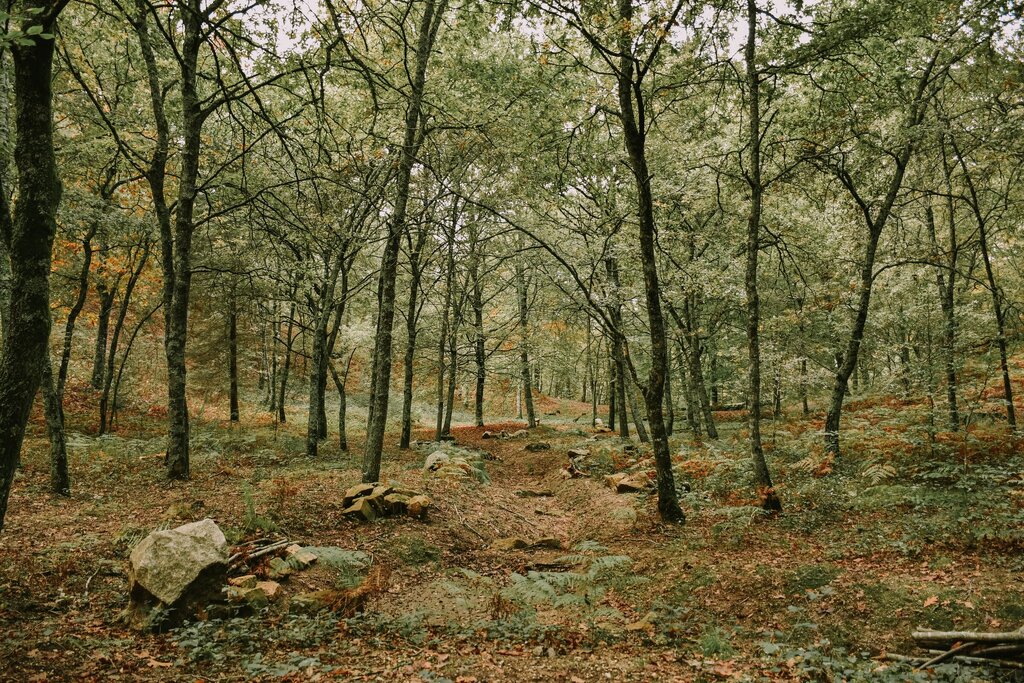 Mata de Vilar